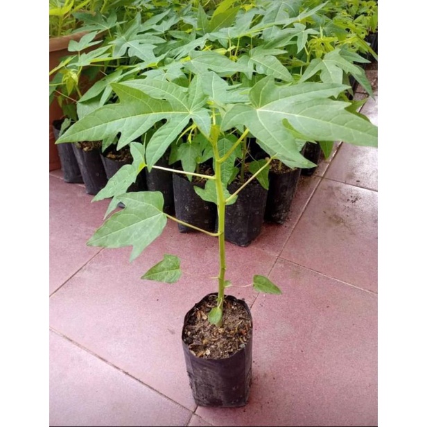 tanaman pepaya California/bibit pohon pepaya California/pohon pepaya California