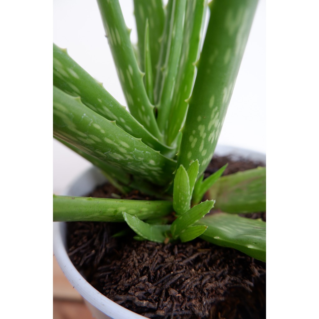 Aloe Vera / Lidah Buaya - Tanaman Herbal