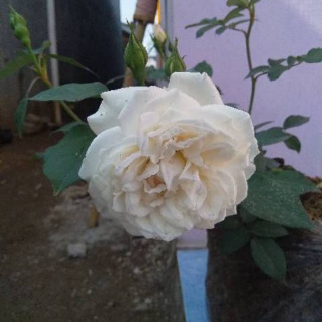 Tanaman Bunga Mawar Kampung Putih/Old Rose Putih