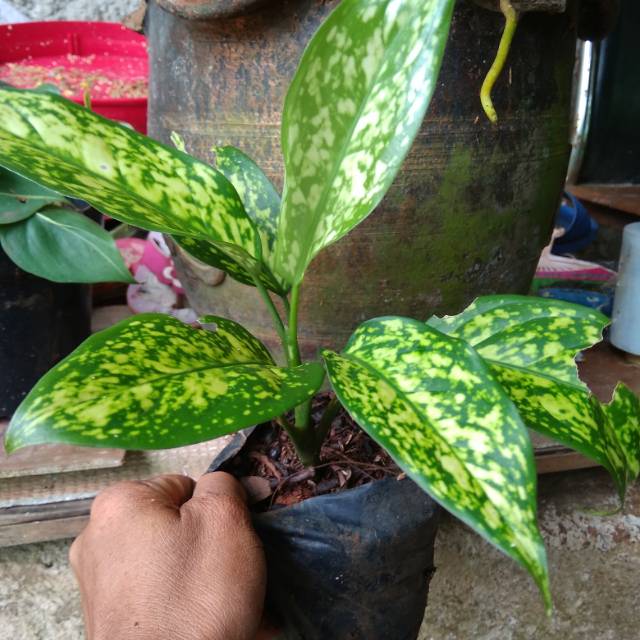 Tanaman hias pot aglonema ciangmay ready stok berkahtanaman@gmail.com