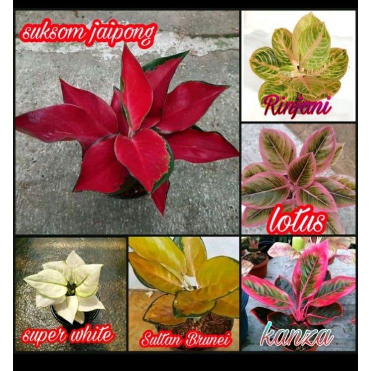 PROMO! PAKET 6 BONGGOL/BENIH AGLONEMA SUKSOM JAIPONG,SUPER WHITE,KANZA,LOTUS,SULTAN BRUNEI RINJANI(P