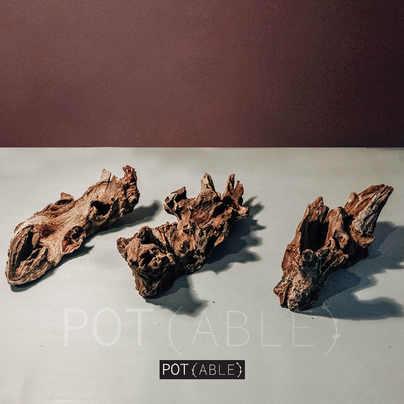 Display Tillandsia - Kayu akar gamal ukuran XS / tempat airplant / pot tillandsia