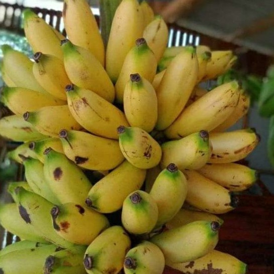 

Buah Pisang Muli/Pisang Lampung / 1 Sisir