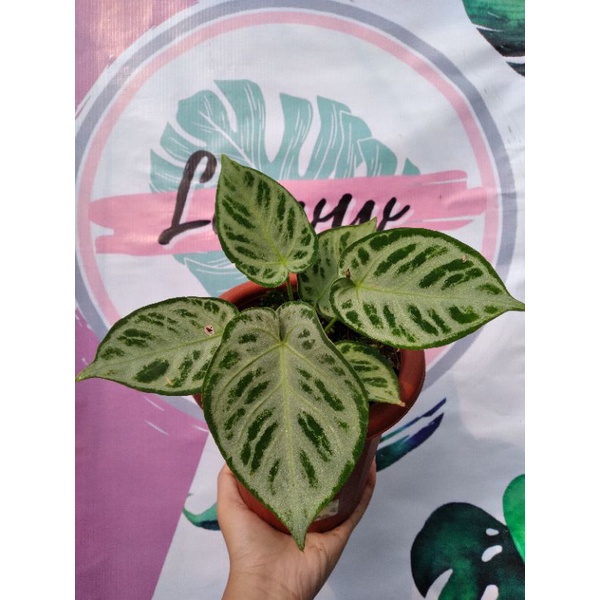 kuping gajah silver blush