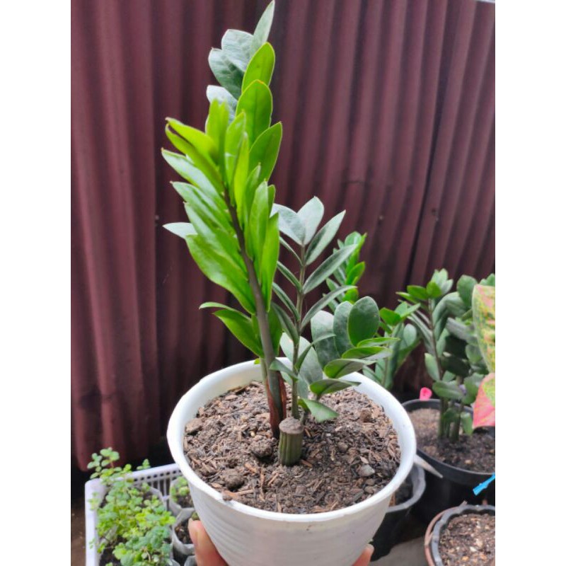 Tanaman hias Zamia Culcas / Zamia dollar / daun dollar