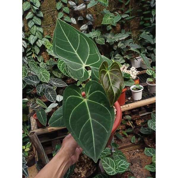 anthurium regale greghambali