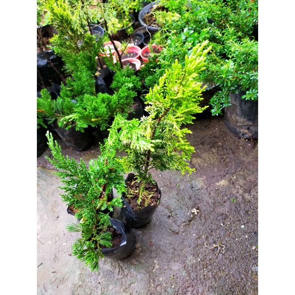 Paket Hemat Bibitan Cemara Sinensis Green + Sinensis Blue+ Golden Sinensis 3 Pohon