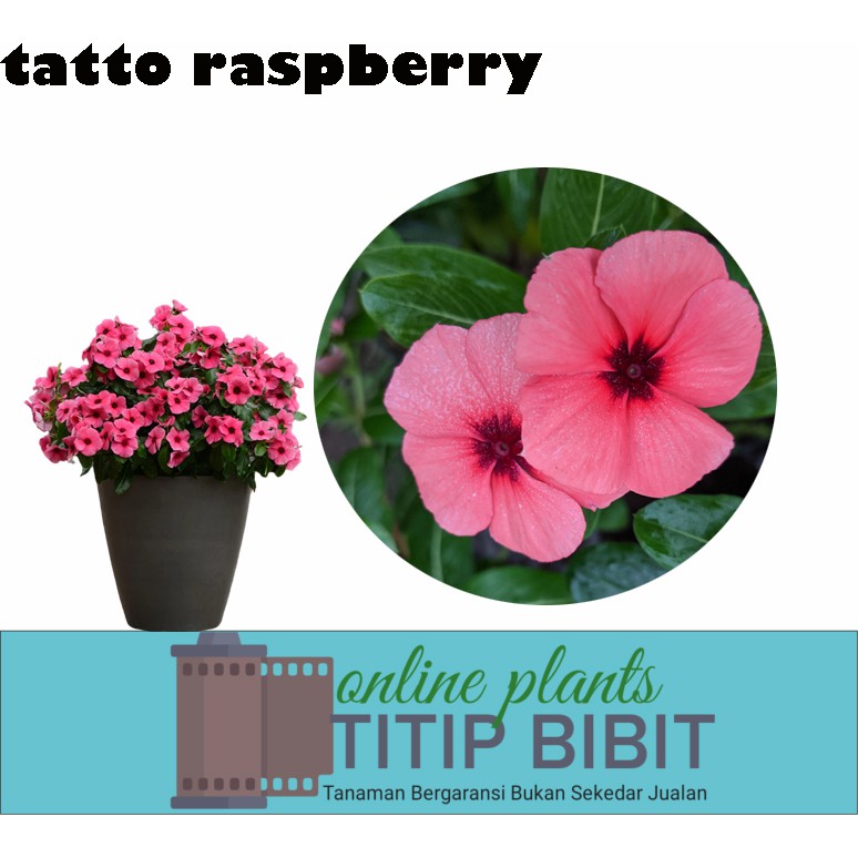 Tanaman Bunga Vinca Tatto Raspberry