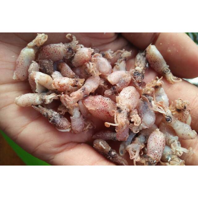 

Bayi bayi cumi 500gr-Baby cumi uk 0,5-5cm