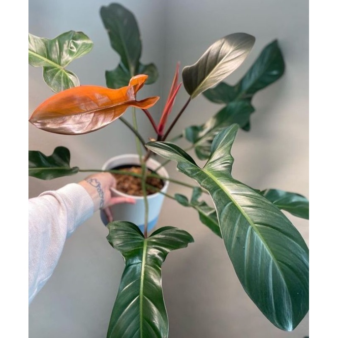 philodendron Florida bronze (Florida x black cardinal) rare plants #aroid #aroidrare #bronze #philod