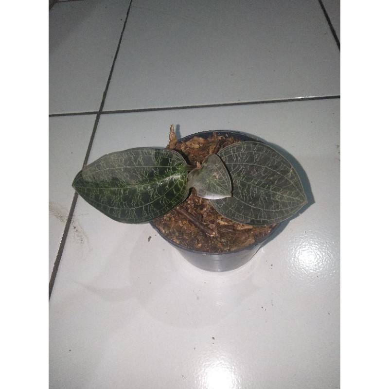 

jewel orcid