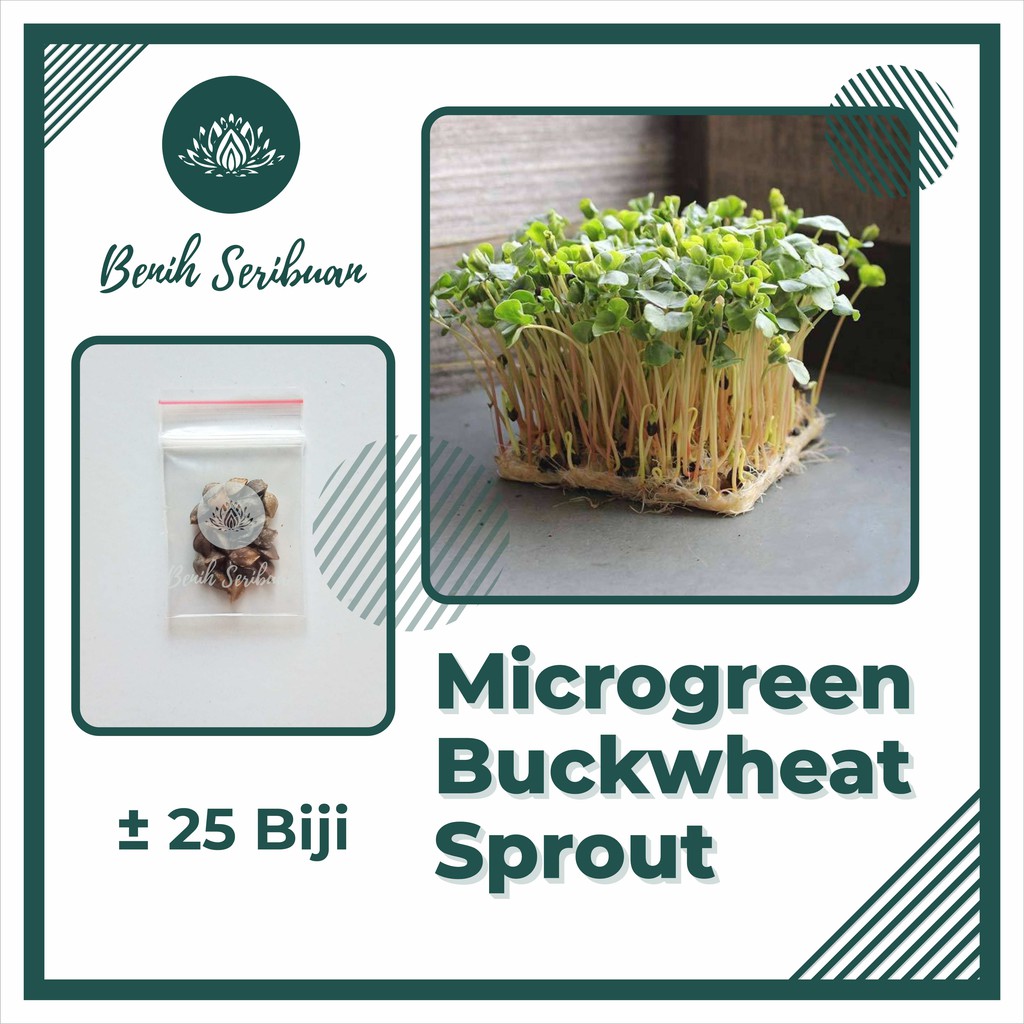 BS-BYL Benih Microgreen Sayur Organik Sprout Seed Bibit Sayuran Microgreens Alfalfa Broccoli Bok Pak Choy Red Cabbage Radish dll-MG - BUCKWHEAT