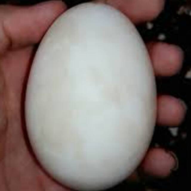 

Telur angsa kacingcalang