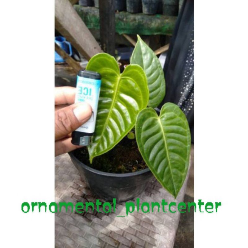 anthurium veitchii ori