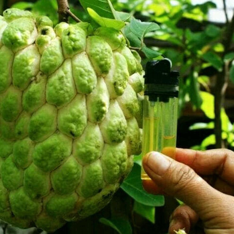 S@P Bibit Tanaman Buah Sirsak Kuning