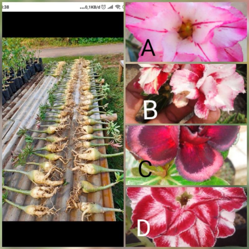 Paket 4 batang Adenium tumpuk/grafting TERMURAH