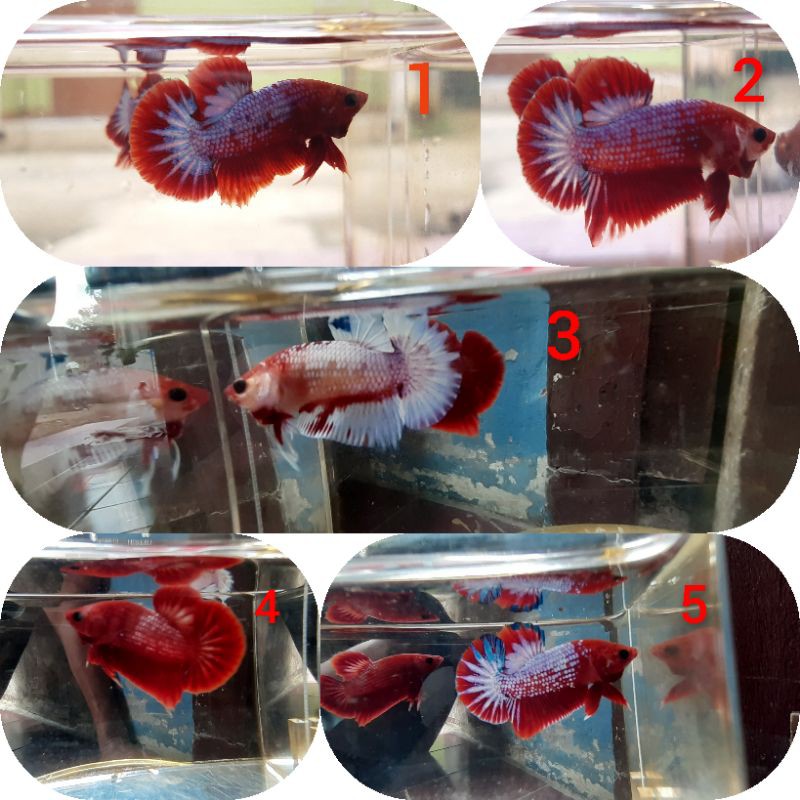 ikan cupang hellboy