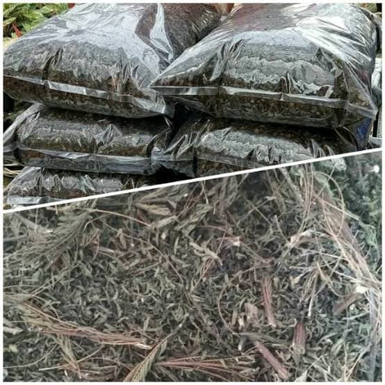 Media Tanam Kaliandra