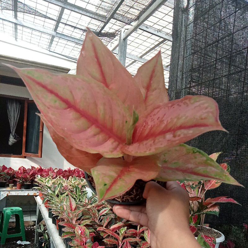 Aglonema LOD /light of diamond