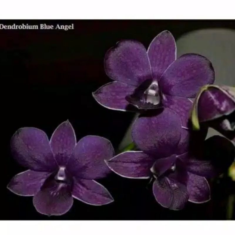 Anggrek Dendrobium Blue angel