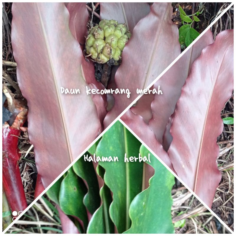 

daun kecombrang merah perdaun