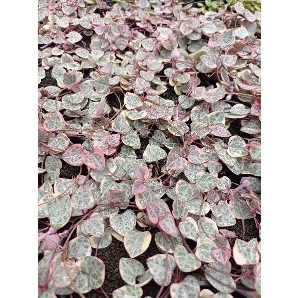 String Of Heart Variegata | SOH | String Of Heart