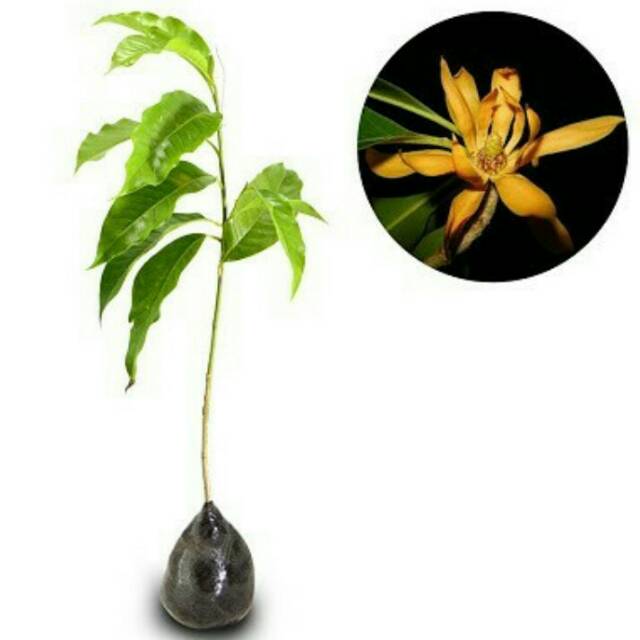 Bibit Tanaman Bunga Kantil