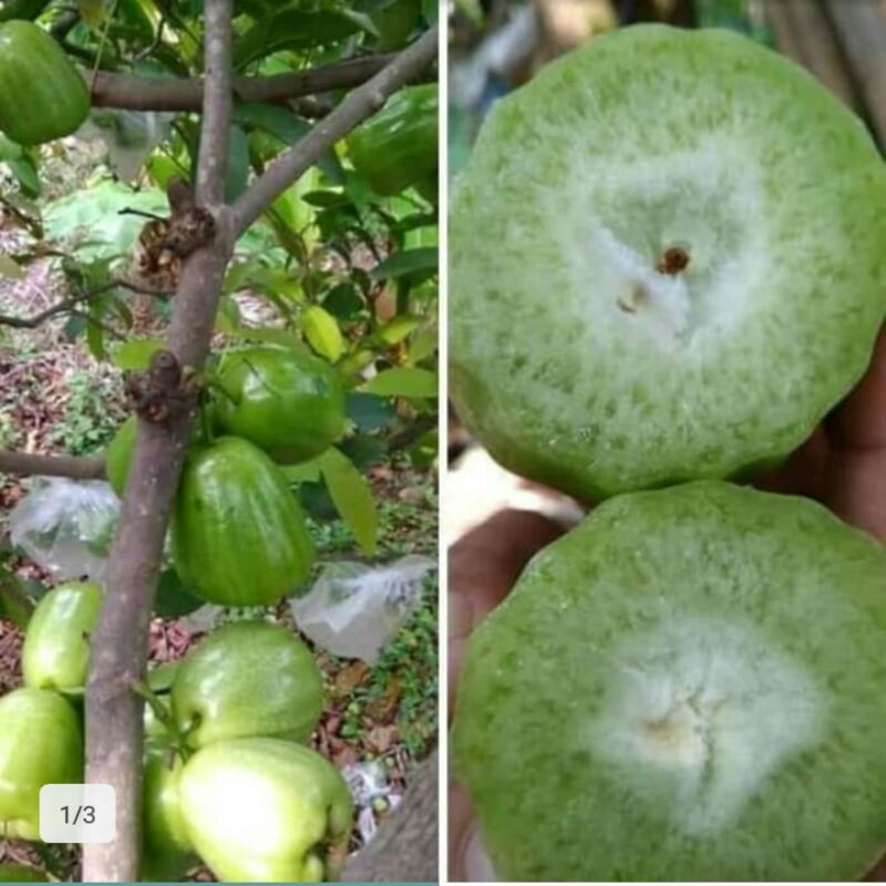 bibit jambu air kiojok