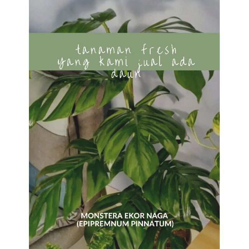 monstera ekor naga 4 daun jumbo murah