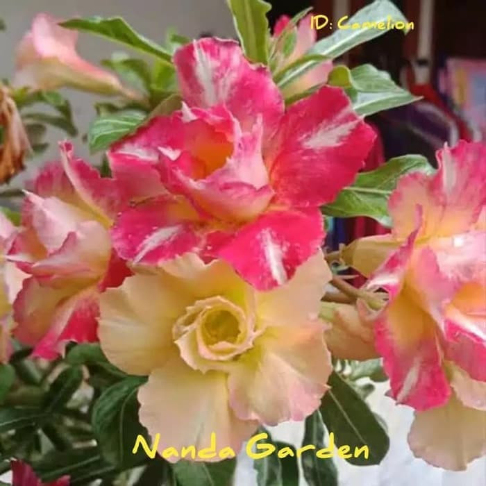 Bibit Adenium / Kamboja Jepang Tumpuk Nomor 46-54