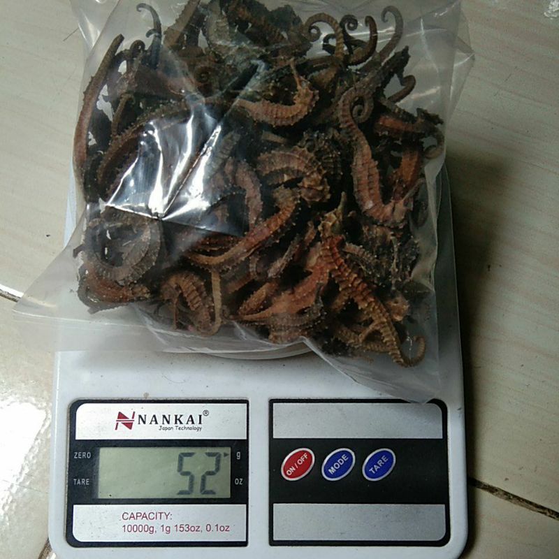 

kuda laut 50 gr