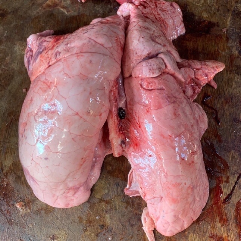 

PARU BABI / CU PHUI FRESH