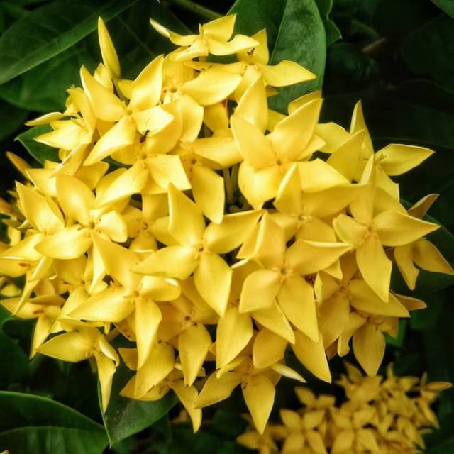 

Tanaman Bunga Asoka Kuning