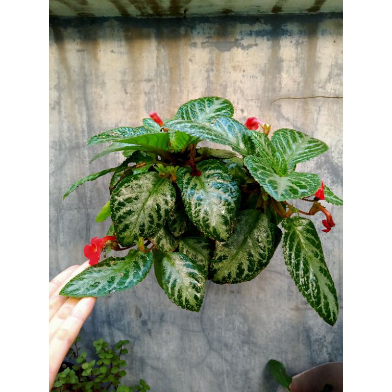episcia hijau