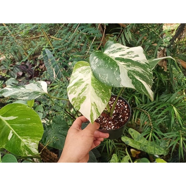 MONSTERA VARIEGATA ALBO