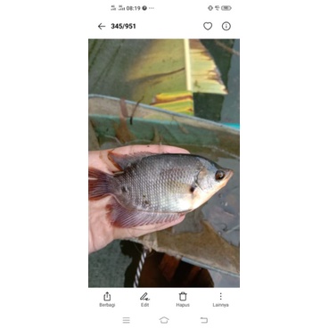 bibit ikan gurame soang