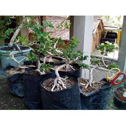 Bonsai Mame Sancang