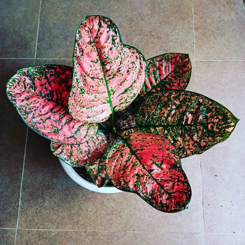 Aglaonema ruby kura /Aglonema ruby kura florist nursery / Aglonema ruby kura (Tanaman hias aglaonema ruby kura) - tanaman hias hidup - bunga hidup - bunga aglonema - aglaonema merah - aglonema merah - aglaonema import - aglaonema murah