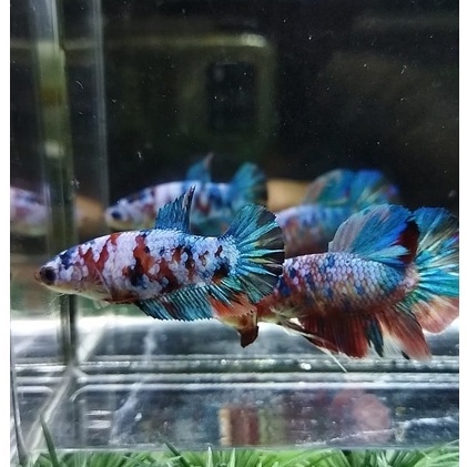 SEPASANG/1 PAIR IKAN CUPANG PK MULTICOLOR/MULTI 100% REALPICT (KODE AN3)