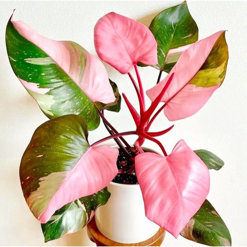 Philodendron Pink Princess - Tanaman Hias Philodendron
