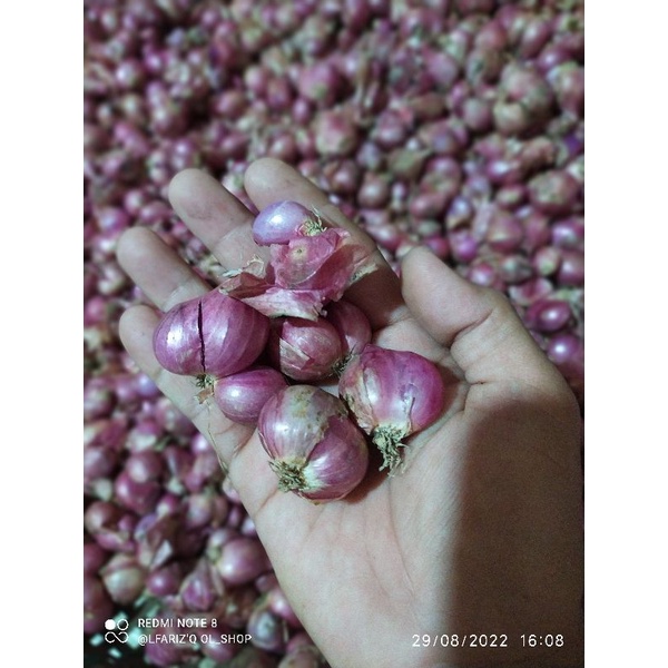 

Bawang merah super organik 1.kilo gram