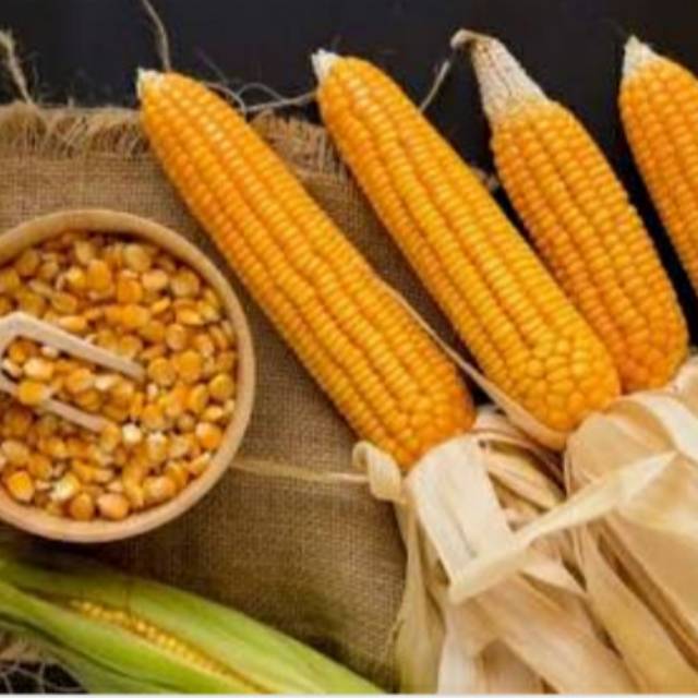 

jagung kecil kecil 1 kg