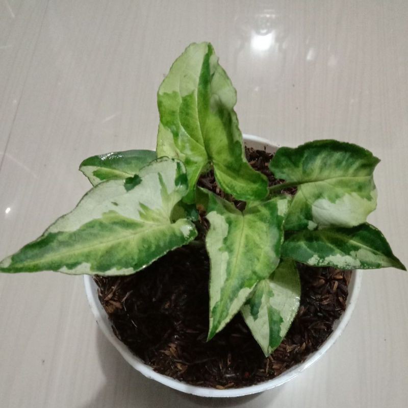 Syngonium threeking magic marble