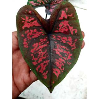  Tanaman  Hias Keladi Merah Langka Caladium SP Hias Daun 