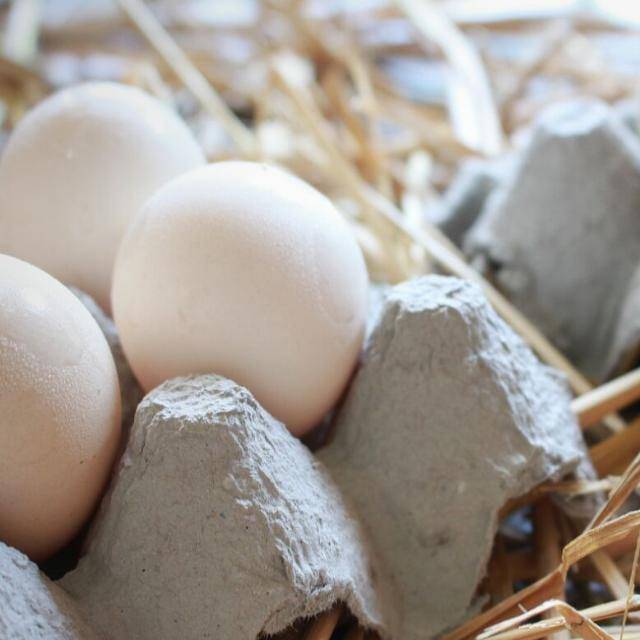 

Telur Organik HS JAYA