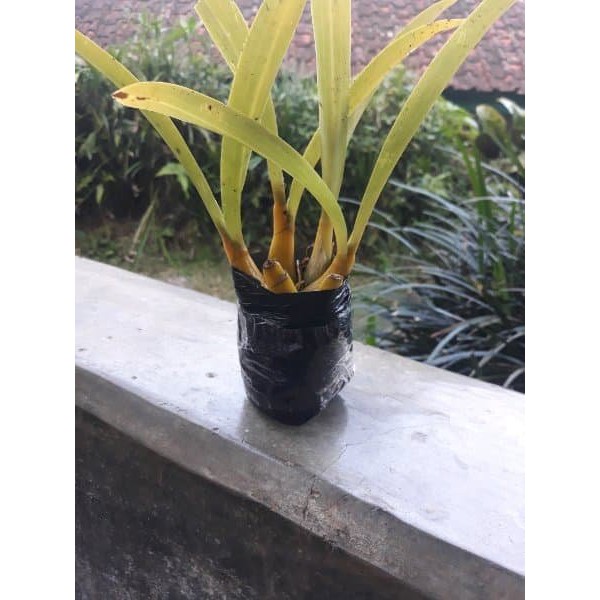 Promo Bibit Anggrek Pohon Hutan Liar