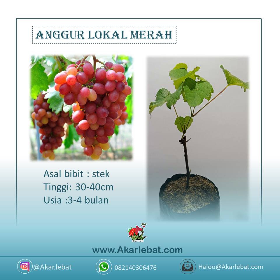 bibit buah anggur isabella merah | bibit anggur lokal merah