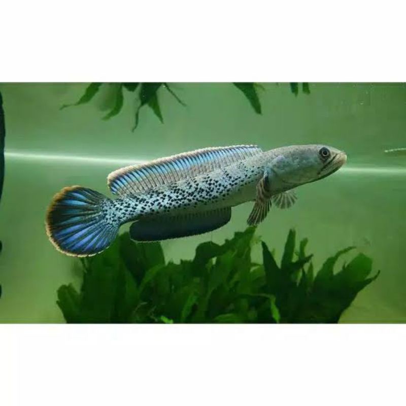 

Ikan hias Chana Stewartii Karbialong Ukuran 6-8Cm