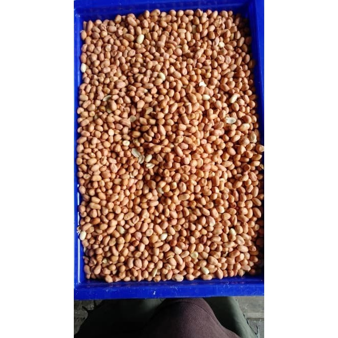 

kacang tanah besar 8m per 500gr TUBAN