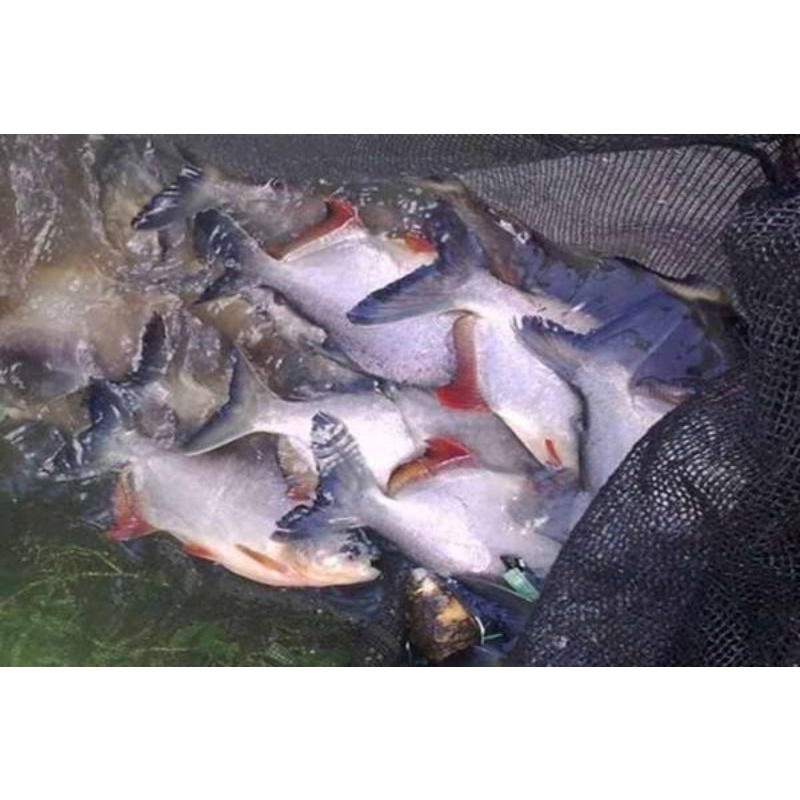 ikan bawal hidup dikirim hidup 1kg